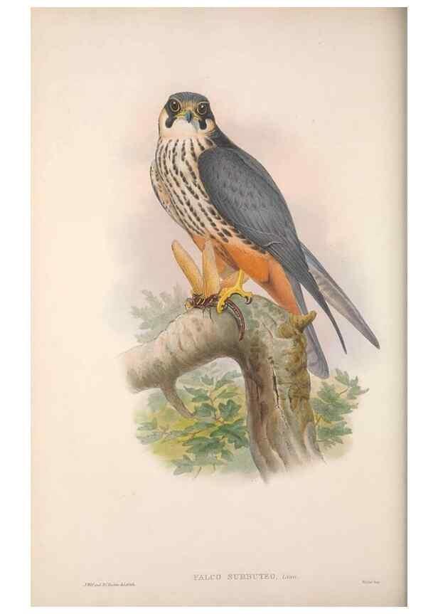 Reproducción/Reproduction 48914859302: The birds of Great Britain. London :Printed by Taylor and Francis, published by the author,1873.. 