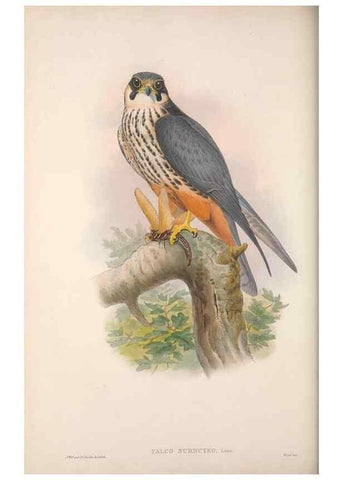 Reproducción/Reproduction 48914859302: The birds of Great Britain. London :Printed by Taylor and Francis, published by the author,1873.. 