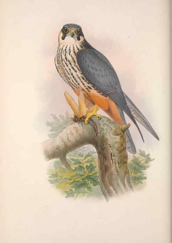 Reproducción/Reproduction 48914859302: The birds of Great Britain. London :Printed by Taylor and Francis, published by the author,1873.. 