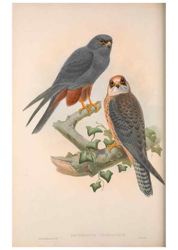 Reproducción/Reproduction 48914125578: The birds of Great Britain. London :Printed by Taylor and Francis, published by the author,1873.. 