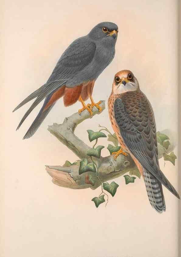 Reproducción/Reproduction 48914125578: The birds of Great Britain. London :Printed by Taylor and Francis, published by the author,1873.. 