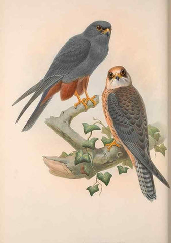 Reproducción/Reproduction 48914125578: The birds of Great Britain. London :Printed by Taylor and Francis, published by the author,1873.. 