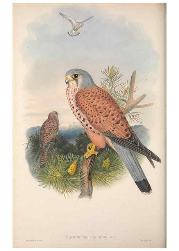 Reproducción/Reproduction 48914125933: The birds of Great Britain. London :Printed by Taylor and Francis, published by the author,1873.. 