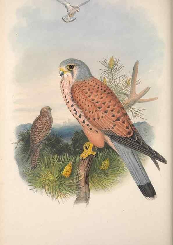 Reproducción/Reproduction 48914125933: The birds of Great Britain. London :Printed by Taylor and Francis, published by the author,1873.. 