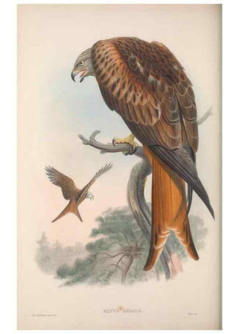 Reproducción/Reproduction 48914860682: The birds of Great Britain. London :Printed by Taylor and Francis, published by the author,1873.. 