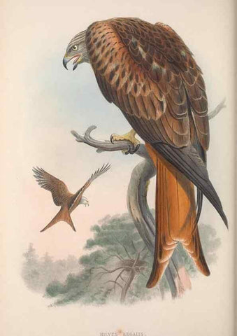 Reproducción/Reproduction 48914860682: The birds of Great Britain. London :Printed by Taylor and Francis, published by the author,1873.. 