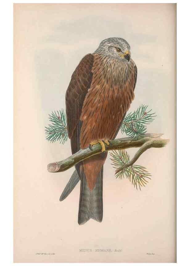 Reproducción/Reproduction 48914861102: The birds of Great Britain. London :Printed by Taylor and Francis, published by the author,1873.. 