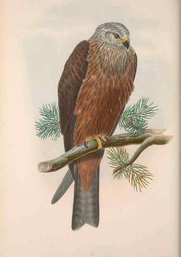 Reproducción/Reproduction 48914861102: The birds of Great Britain. London :Printed by Taylor and Francis, published by the author,1873.. 
