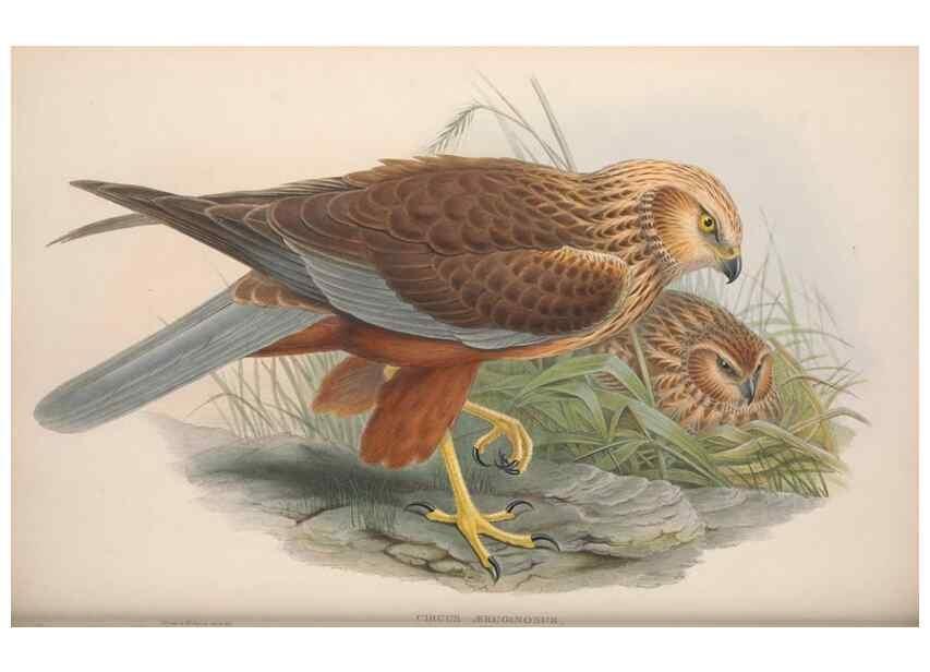 Reproducción/Reproduction 48914654786: The birds of Great Britain. London :Printed by Taylor and Francis, published by the author,1873.. 