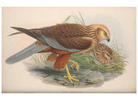 Reproducción/Reproduction 48914654786: The birds of Great Britain. London :Printed by Taylor and Francis, published by the author,1873.. 