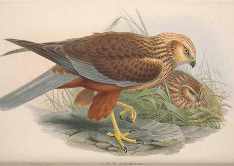 Reproducción/Reproduction 48914654786: The birds of Great Britain. London :Printed by Taylor and Francis, published by the author,1873.. 