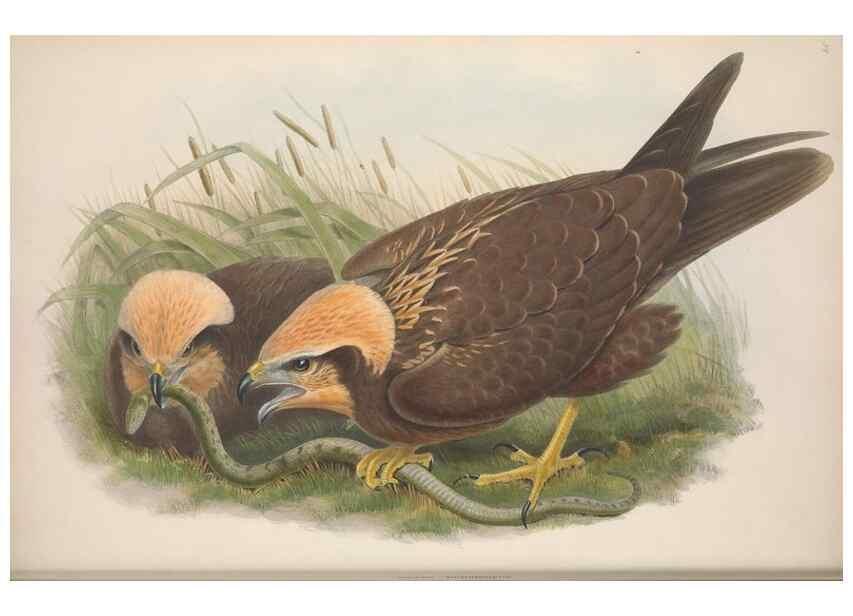 Reproducción/Reproduction 48914127703: The birds of Great Britain. London :Printed by Taylor and Francis, published by the author,1873.. 