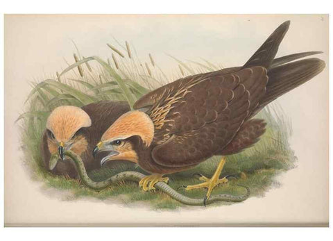 Reproducción/Reproduction 48914127703: The birds of Great Britain. London :Printed by Taylor and Francis, published by the author,1873.. 