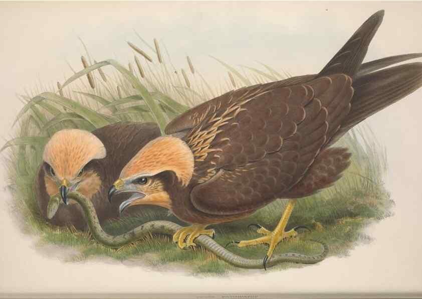 Reproducción/Reproduction 48914127703: The birds of Great Britain. London :Printed by Taylor and Francis, published by the author,1873.. 