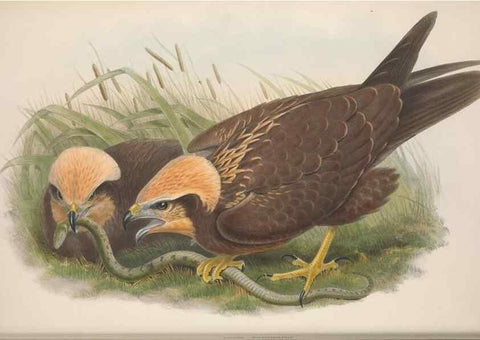 Reproducción/Reproduction 48914127703: The birds of Great Britain. London :Printed by Taylor and Francis, published by the author,1873.. 