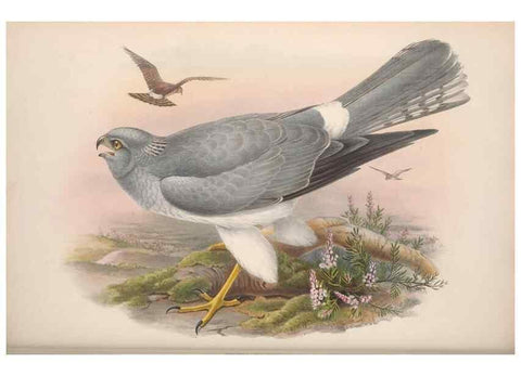 Reproducción/Reproduction 48914128008: The birds of Great Britain. London :Printed by Taylor and Francis, published by the author,1873.. 