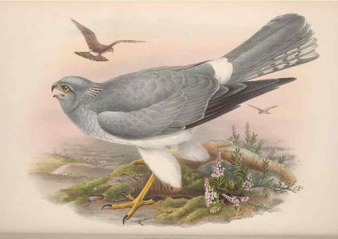 Reproducción/Reproduction 48914128008: The birds of Great Britain. London :Printed by Taylor and Francis, published by the author,1873.. 