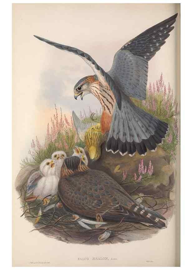 Reproducción/Reproduction 48914859602: The birds of Great Britain. London :Printed by Taylor and Francis, published by the author,1873.. 