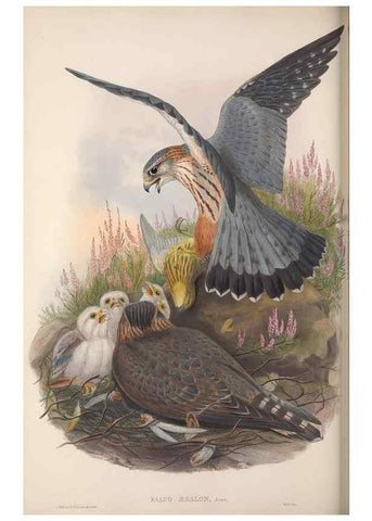 Reproducción/Reproduction 48914859602: The birds of Great Britain. London :Printed by Taylor and Francis, published by the author,1873.. 