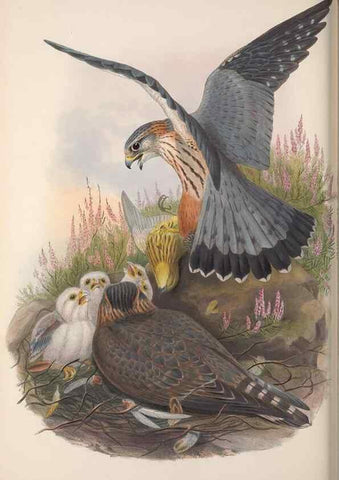 Reproducción/Reproduction 48914859602: The birds of Great Britain. London :Printed by Taylor and Francis, published by the author,1873.. 