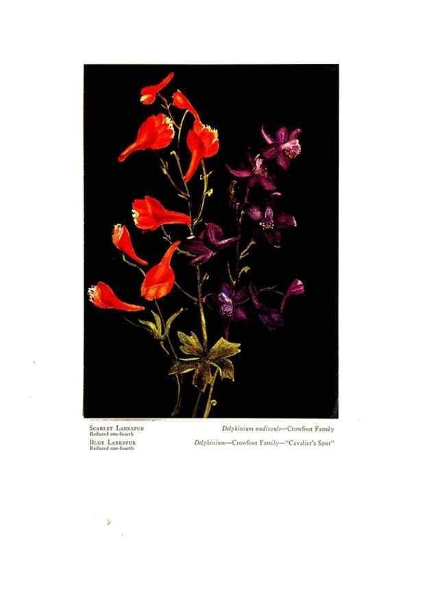 Reproducción/Reproduction 48908424656: Wild flowers from the mountains, cañons and valleys of California;. San Francisco,H. S. Crocker Co.[c1915]. 