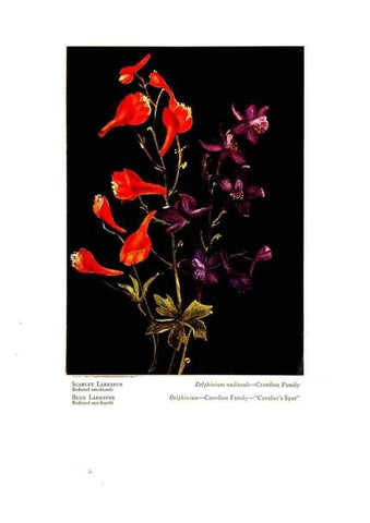 Reproducción/Reproduction 48908424656: Wild flowers from the mountains, cañons and valleys of California;. San Francisco,H. S. Crocker Co.[c1915]. 