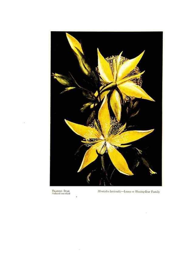 Reproducción/Reproduction 48907894383: Wild flowers from the mountains, cañons and valleys of California;. San Francisco,H. S. Crocker Co.[c1915]. 