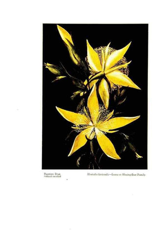 Reproducción/Reproduction 48907894383: Wild flowers from the mountains, cañons and valleys of California;. San Francisco,H. S. Crocker Co.[c1915]. 