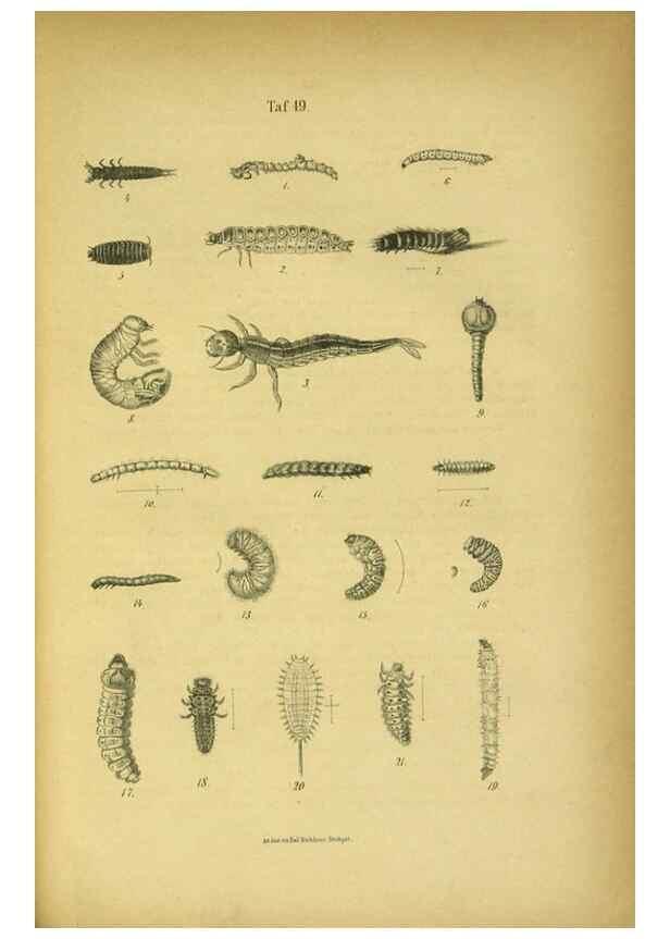 Reproducción/Reproduction 48903227632: C. G. Calwers Käferbuch;. Stuttgart,J. Hoffman[1883]. 