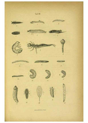 Reproducción/Reproduction 48903227632: C. G. Calwers Käferbuch;. Stuttgart,J. Hoffman[1883]. 