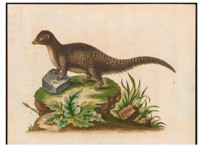 Reproducción/Reproduction 48858841632: A natural history of uncommon birds :. London :Printed for the author, at the College of Physicians in Warwick-Lane,1743-1751.. 