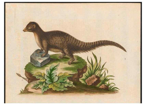 Reproducción/Reproduction 48858841632: A natural history of uncommon birds :. London :Printed for the author, at the College of Physicians in Warwick-Lane,1743-1751.. 