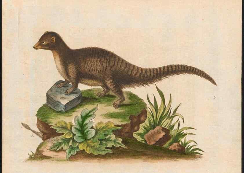 Reproducción/Reproduction 48858841632: A natural history of uncommon birds :. London :Printed for the author, at the College of Physicians in Warwick-Lane,1743-1751.. 