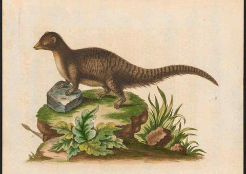 Reproducción/Reproduction 48858841632: A natural history of uncommon birds :. London :Printed for the author, at the College of Physicians in Warwick-Lane,1743-1751.. 