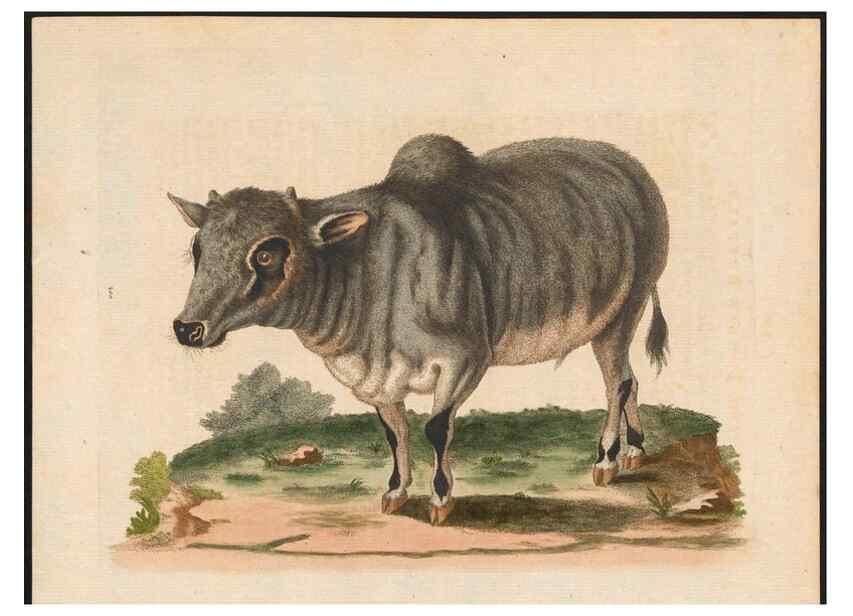 Reproducción/Reproduction 48858841907: A natural history of uncommon birds :. London :Printed for the author, at the College of Physicians in Warwick-Lane,1743-1751.. 