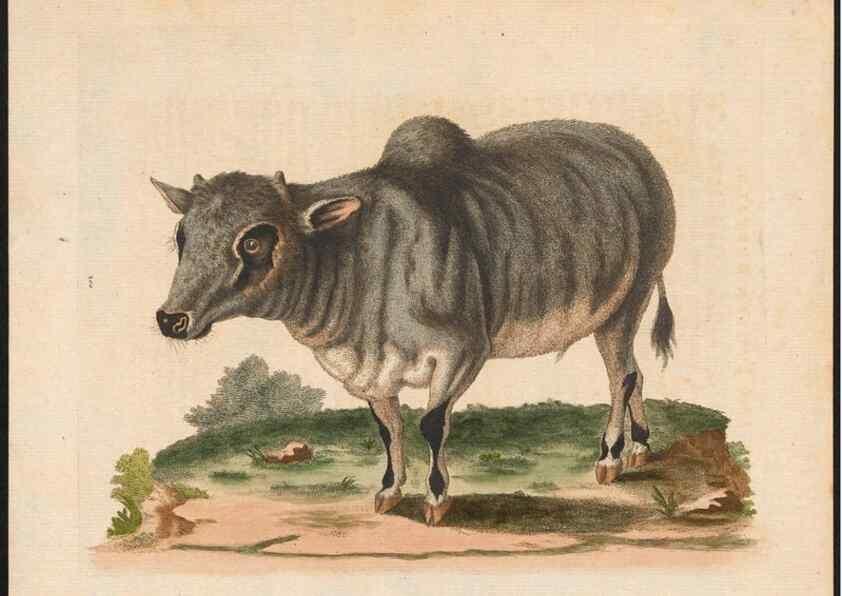 Reproducción/Reproduction 48858841907: A natural history of uncommon birds :. London :Printed for the author, at the College of Physicians in Warwick-Lane,1743-1751.. 