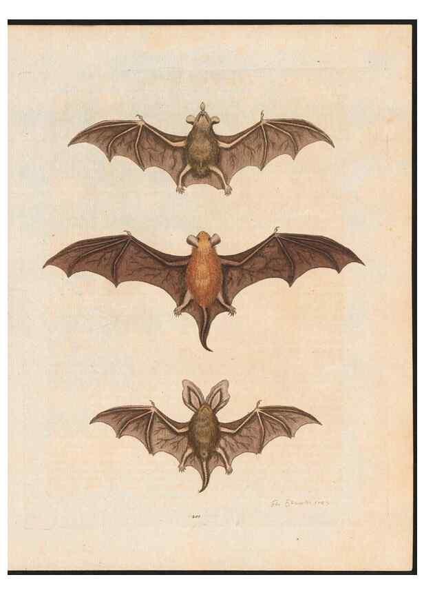 Reproducción/Reproduction 48858290663: A natural history of uncommon birds :. London :Printed for the author, at the College of Physicians in Warwick-Lane,1743-1751.. 