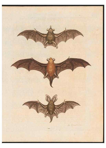 Reproducción/Reproduction 48858290663: A natural history of uncommon birds :. London :Printed for the author, at the College of Physicians in Warwick-Lane,1743-1751.. 