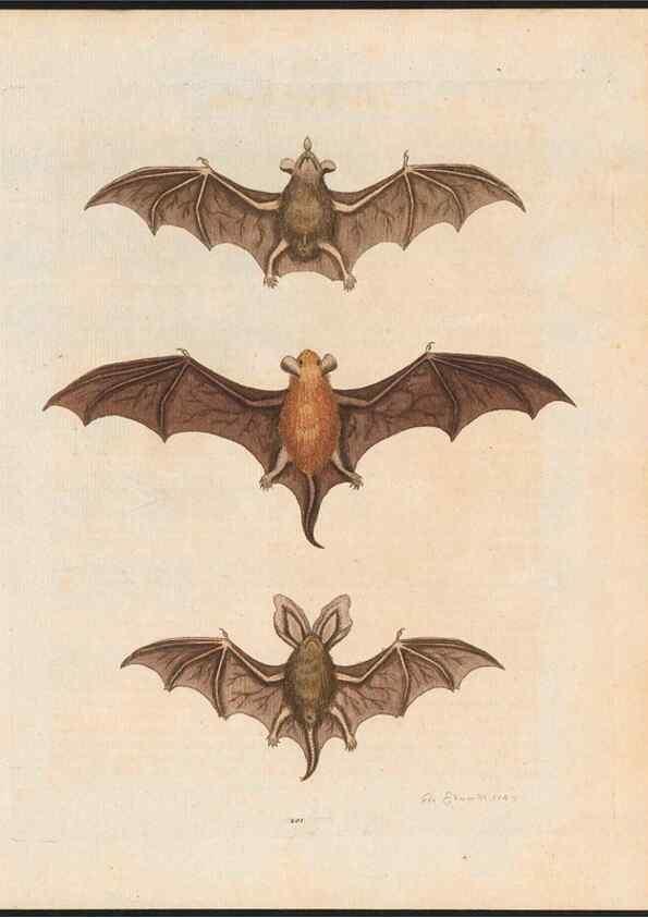 Reproducción/Reproduction 48858290663: A natural history of uncommon birds :. London :Printed for the author, at the College of Physicians in Warwick-Lane,1743-1751.. 