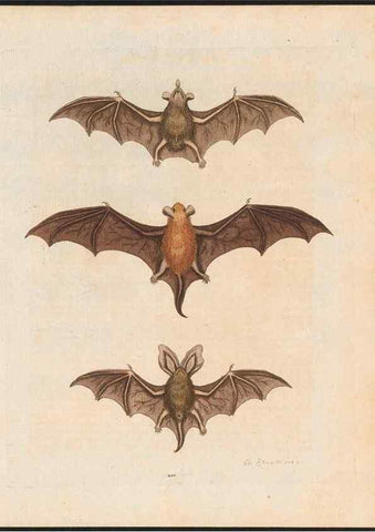 Reproducción/Reproduction 48858290663: A natural history of uncommon birds :. London :Printed for the author, at the College of Physicians in Warwick-Lane,1743-1751.. 