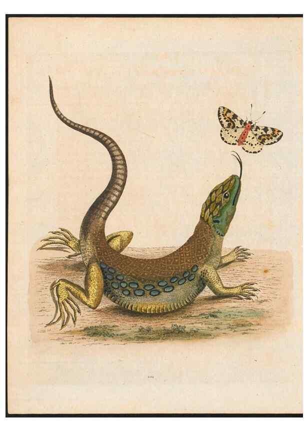 Reproducción/Reproduction 48858290998: A natural history of uncommon birds :. London :Printed for the author, at the College of Physicians in Warwick-Lane,1743-1751.. 