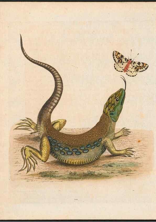 Reproducción/Reproduction 48858290998: A natural history of uncommon birds :. London :Printed for the author, at the College of Physicians in Warwick-Lane,1743-1751.. 