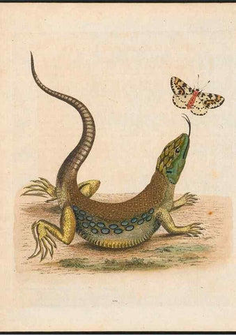 Reproducción/Reproduction 48858290998: A natural history of uncommon birds :. London :Printed for the author, at the College of Physicians in Warwick-Lane,1743-1751.. 