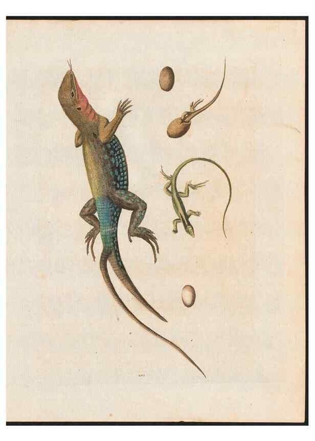 Reproducción/Reproduction 48858291313: A natural history of uncommon birds :. London :Printed for the author, at the College of Physicians in Warwick-Lane,1743-1751.. 