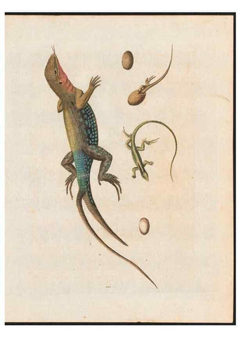 Reproducción/Reproduction 48858291313: A natural history of uncommon birds :. London :Printed for the author, at the College of Physicians in Warwick-Lane,1743-1751.. 