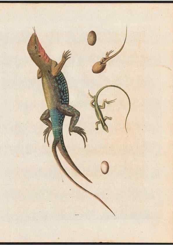 Reproducción/Reproduction 48858291313: A natural history of uncommon birds :. London :Printed for the author, at the College of Physicians in Warwick-Lane,1743-1751.. 