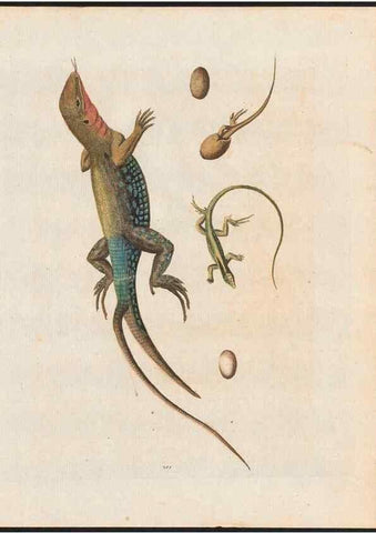 Reproducción/Reproduction 48858291313: A natural history of uncommon birds :. London :Printed for the author, at the College of Physicians in Warwick-Lane,1743-1751.. 