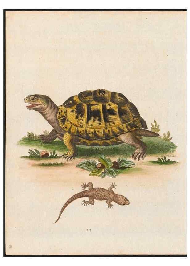 Reproducción/Reproduction 48858649041: A natural history of uncommon birds :. London :Printed for the author, at the College of Physicians in Warwick-Lane,1743-1751.. 