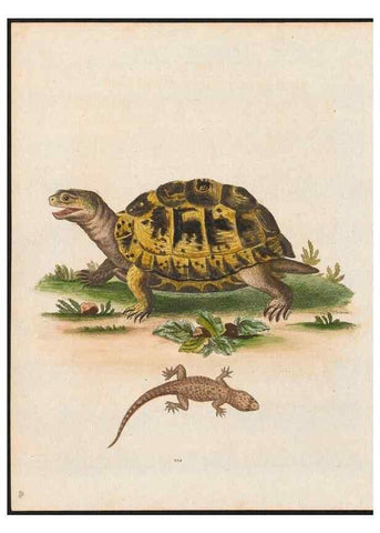 Reproducción/Reproduction 48858649041: A natural history of uncommon birds :. London :Printed for the author, at the College of Physicians in Warwick-Lane,1743-1751.. 