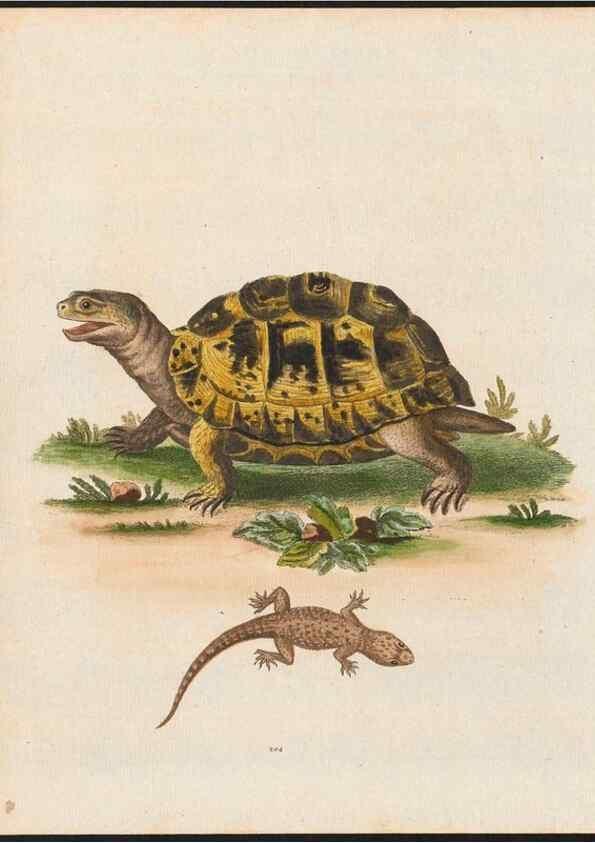 Reproducción/Reproduction 48858649041: A natural history of uncommon birds :. London :Printed for the author, at the College of Physicians in Warwick-Lane,1743-1751.. 